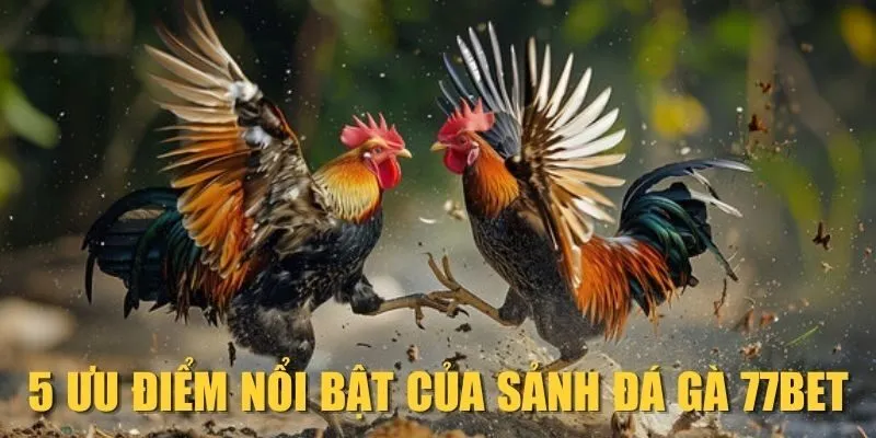 5 ưu điểm nổi bật của sảnh Đá gà 77Bet